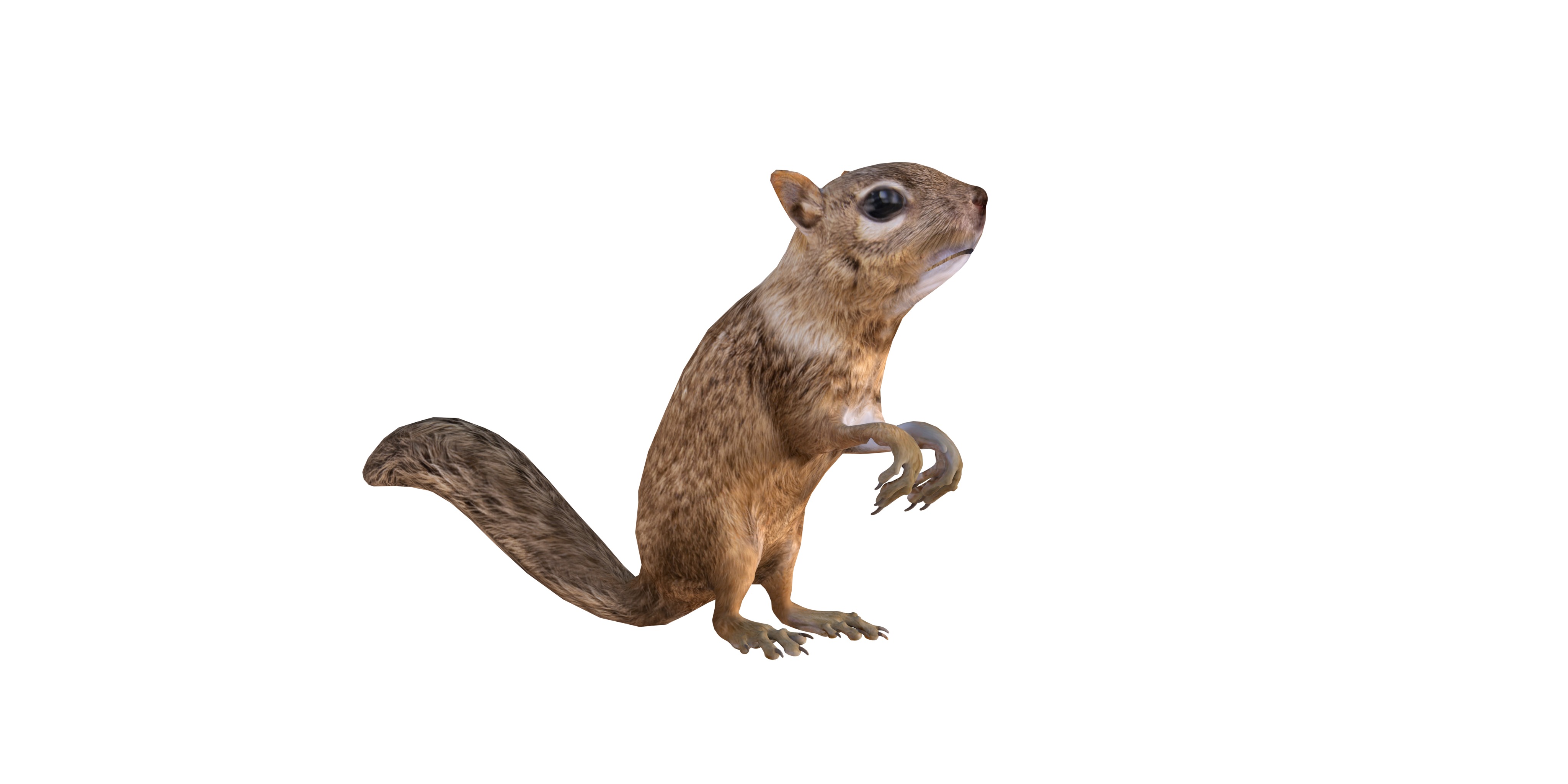 Juvenile California Ground Squirrel Low-poly 3D model_10