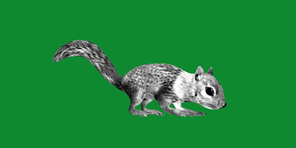 Juvenile California Ground Squirrel Low-poly 3D model_12