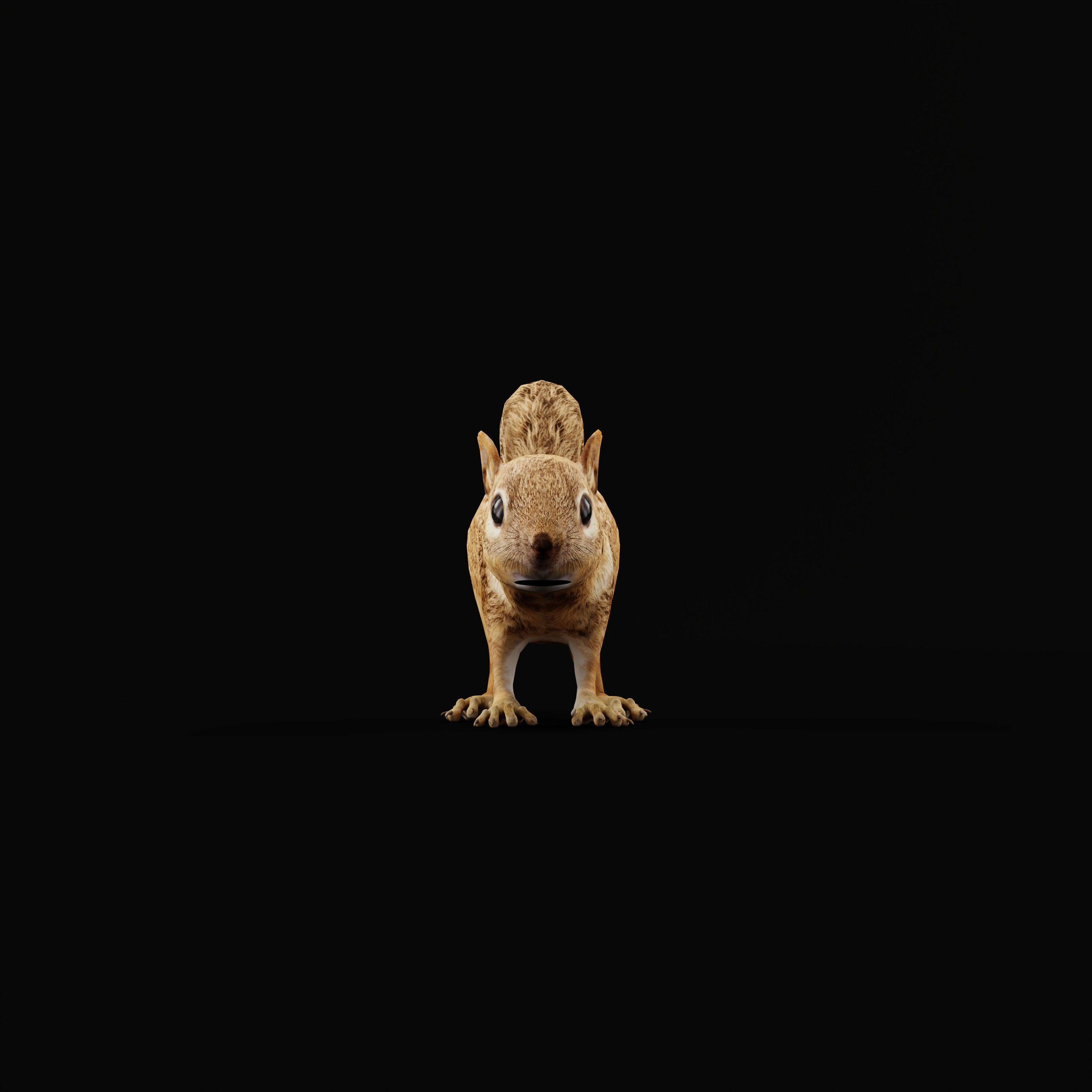 Juvenile California Ground Squirrel Low-poly 3D model_37