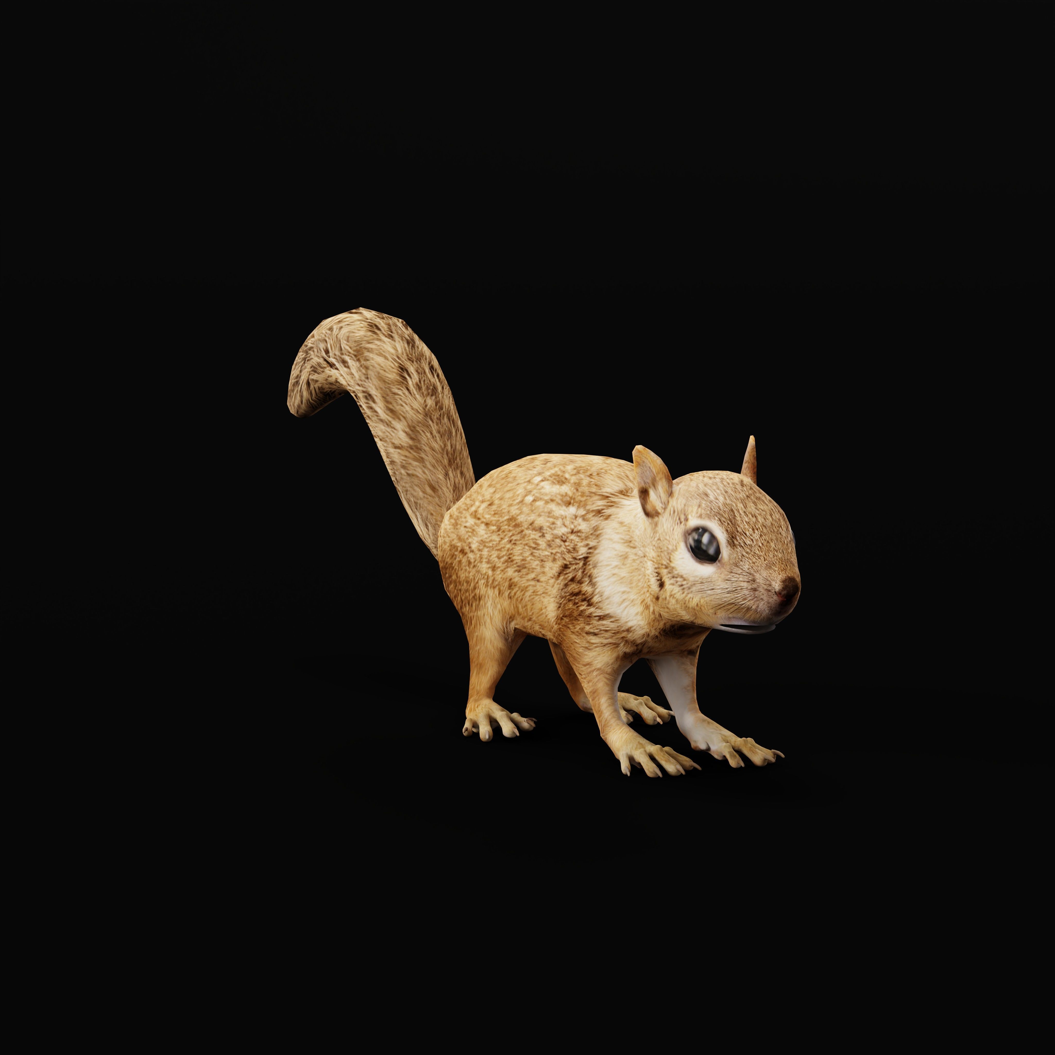 Juvenile California Ground Squirrel Low-poly 3D model_35