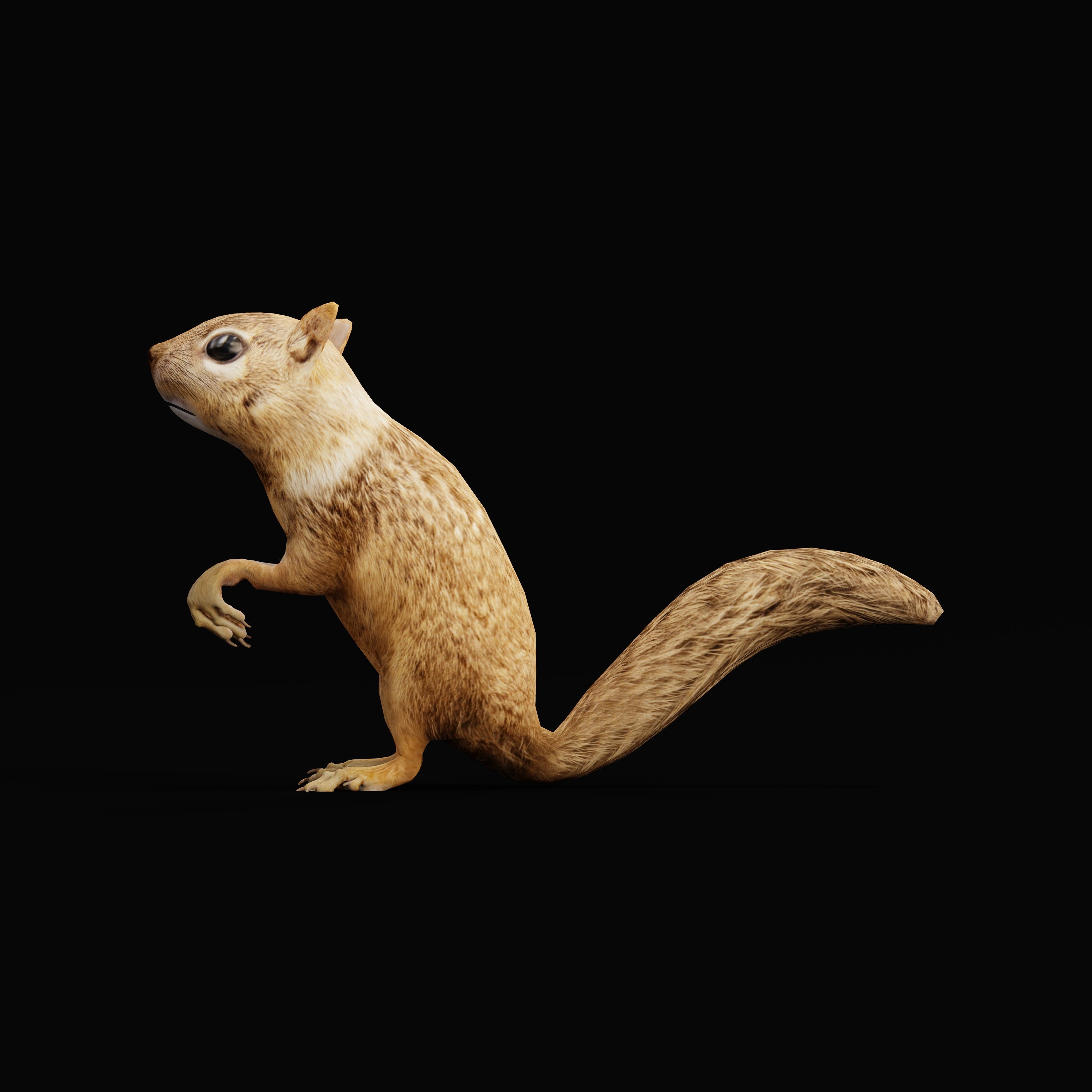 Juvenile California Ground Squirrel Low-poly 3D model_41