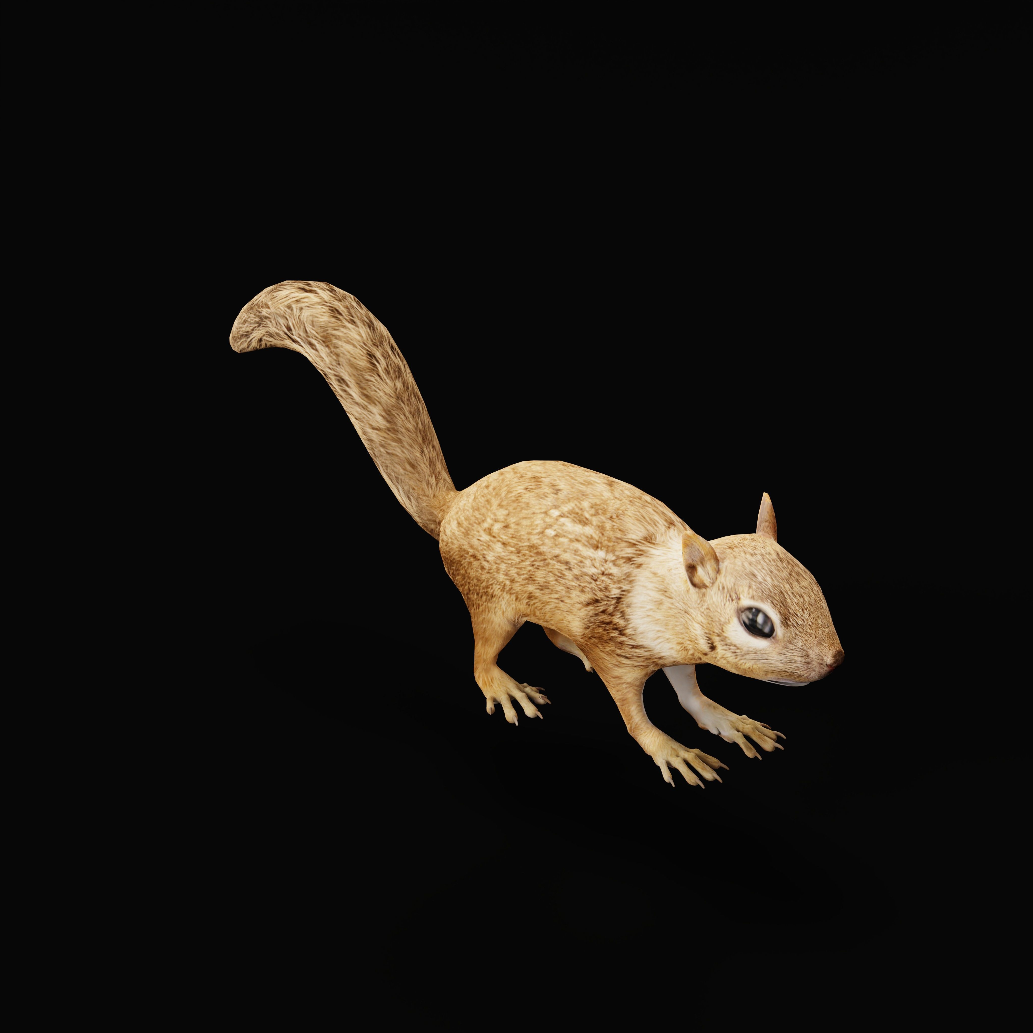 Juvenile California Ground Squirrel Low-poly 3D model_39