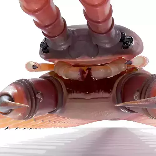 Centipede Scolopendra 3D model