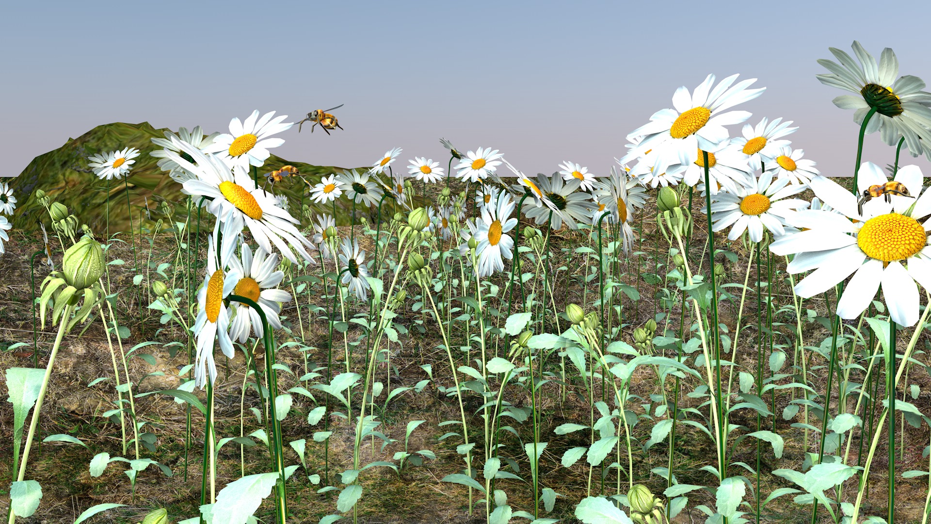 Daisy Flower 3D model_11
