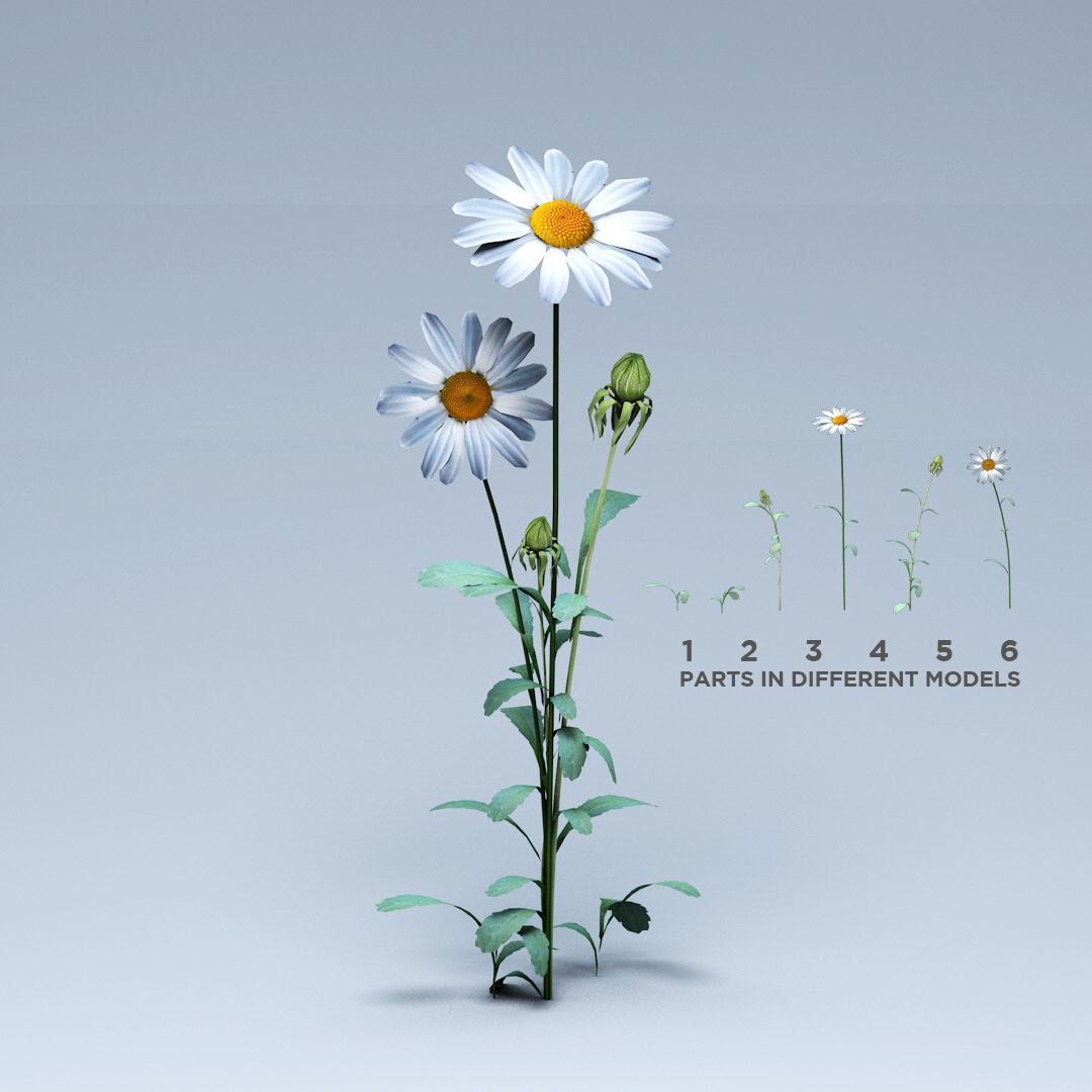 Daisy Flower 3D model_13