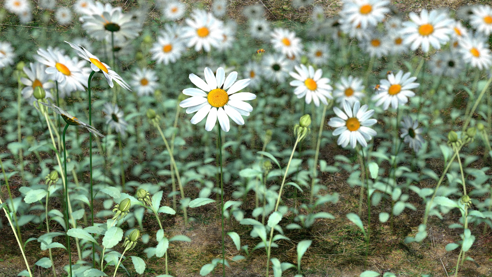 Daisy Flower 3D model_1