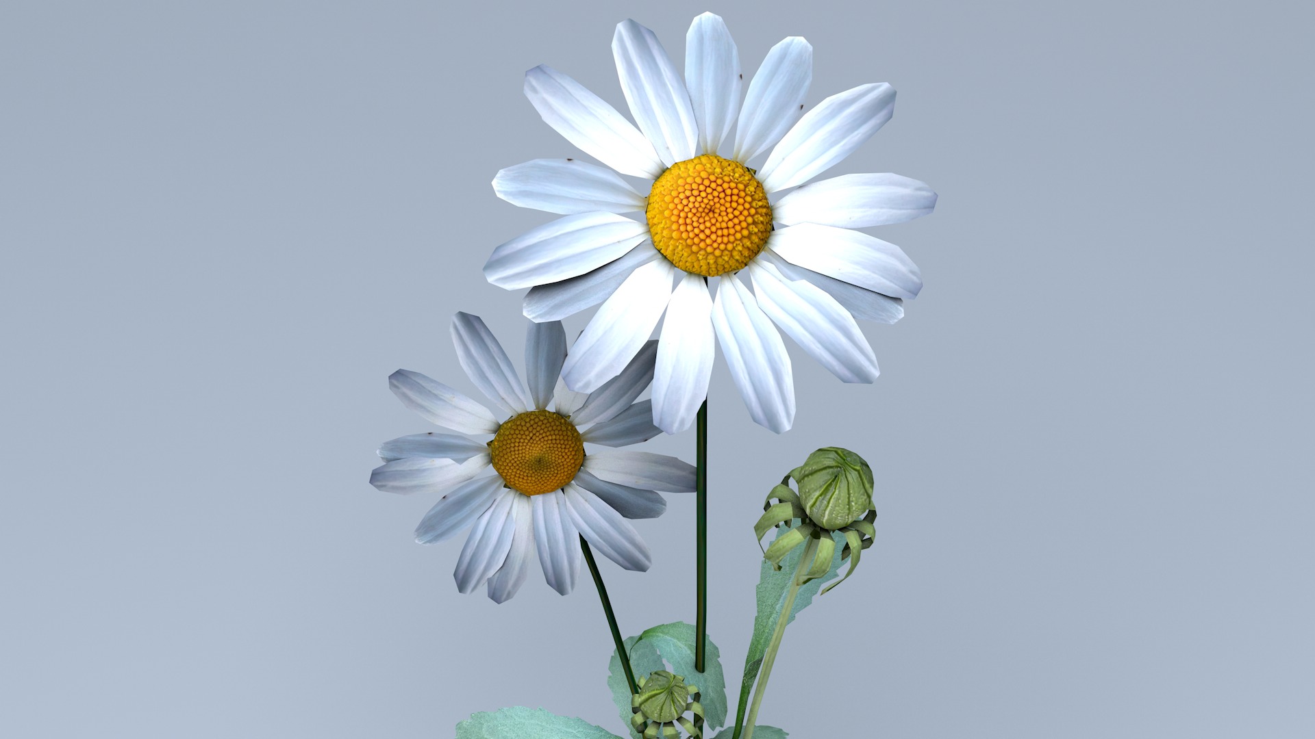Daisy Flower 3D model_4