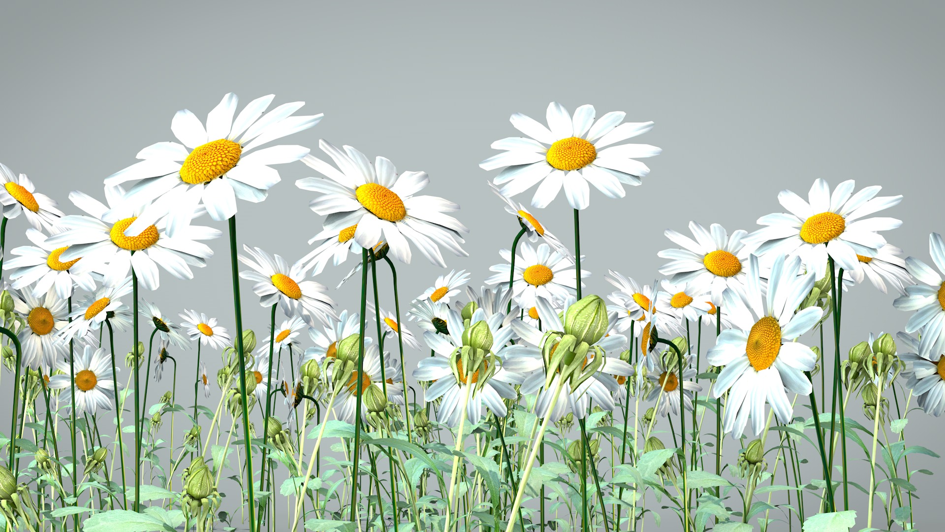 Daisy Flower 3D model_10