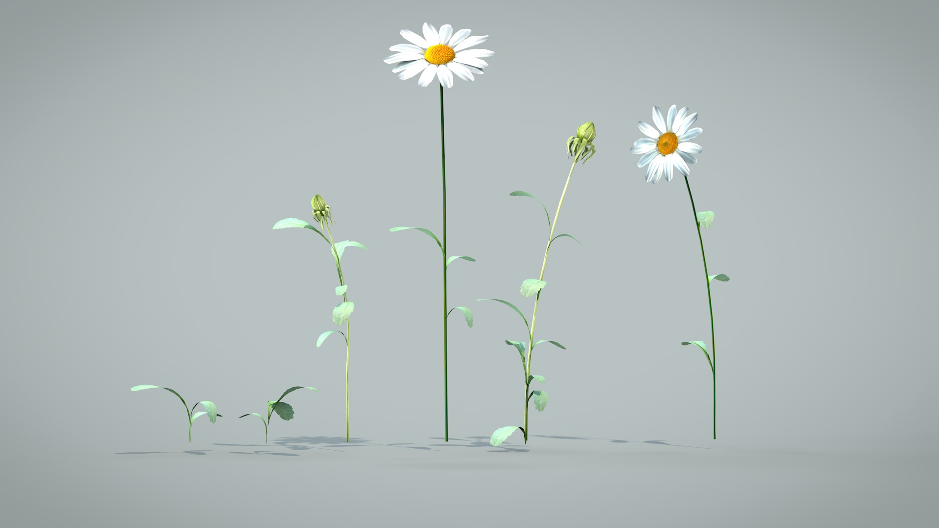 Daisy Flower 3D model_9