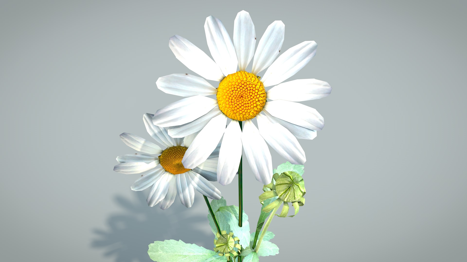 Daisy Flower 3D model_5