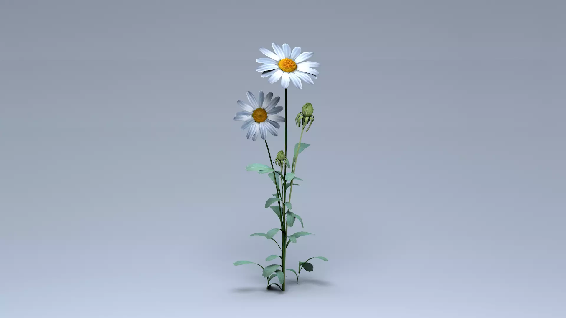 Daisy Flower 3D model_0