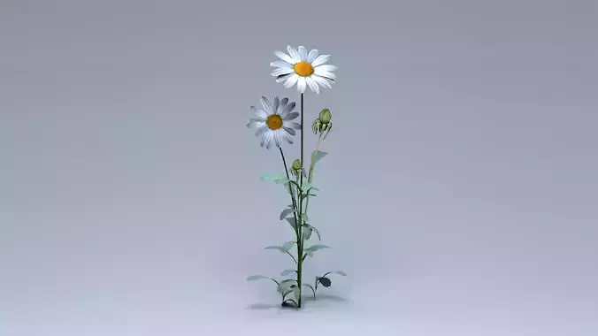 Daisy Flower 3D model
