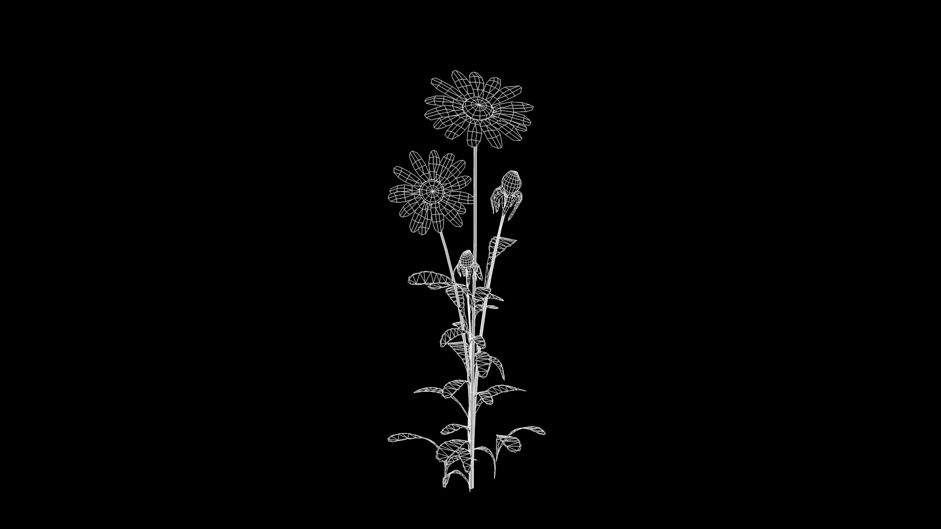 Daisy Flower 3D model_3