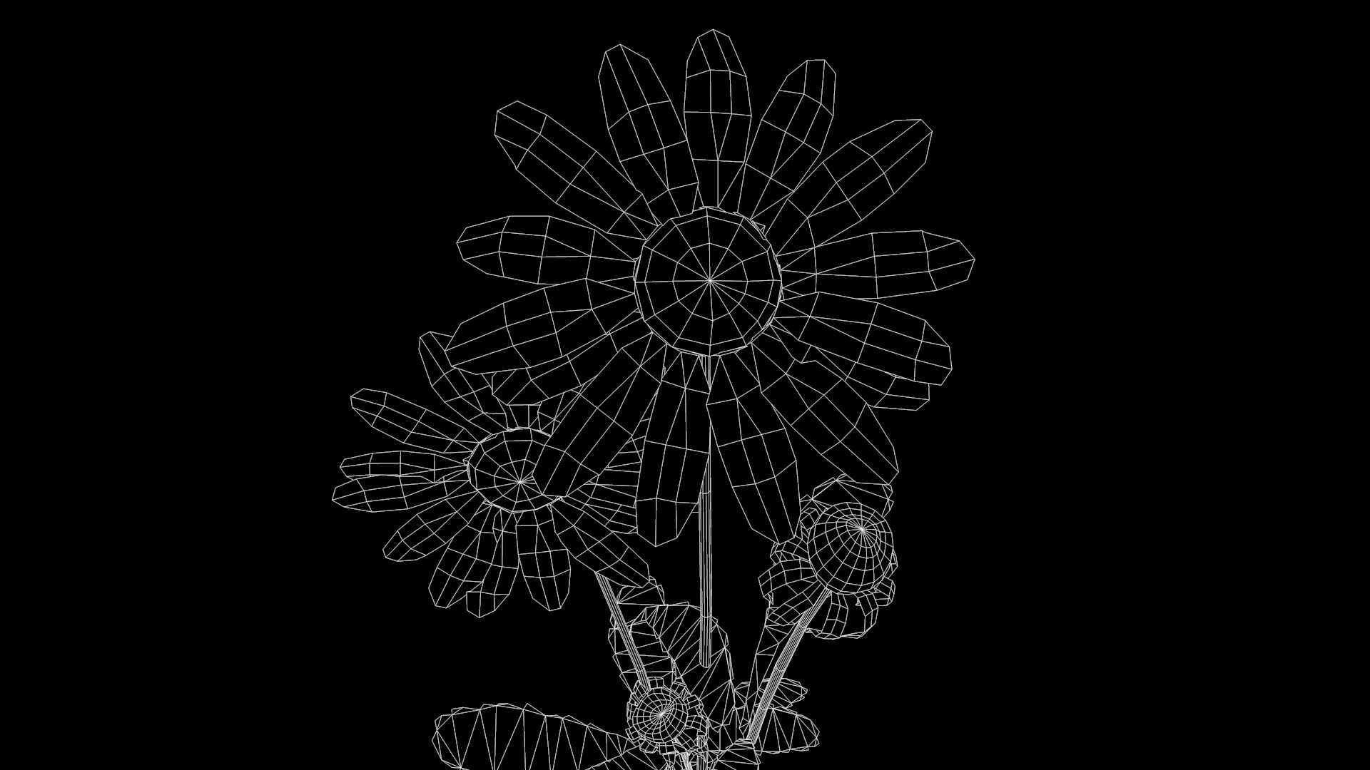 Daisy Flower 3D model_6