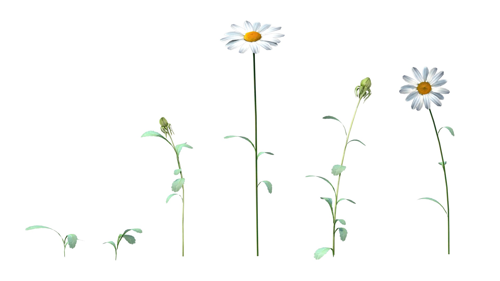 Daisy Flower 3D model_2