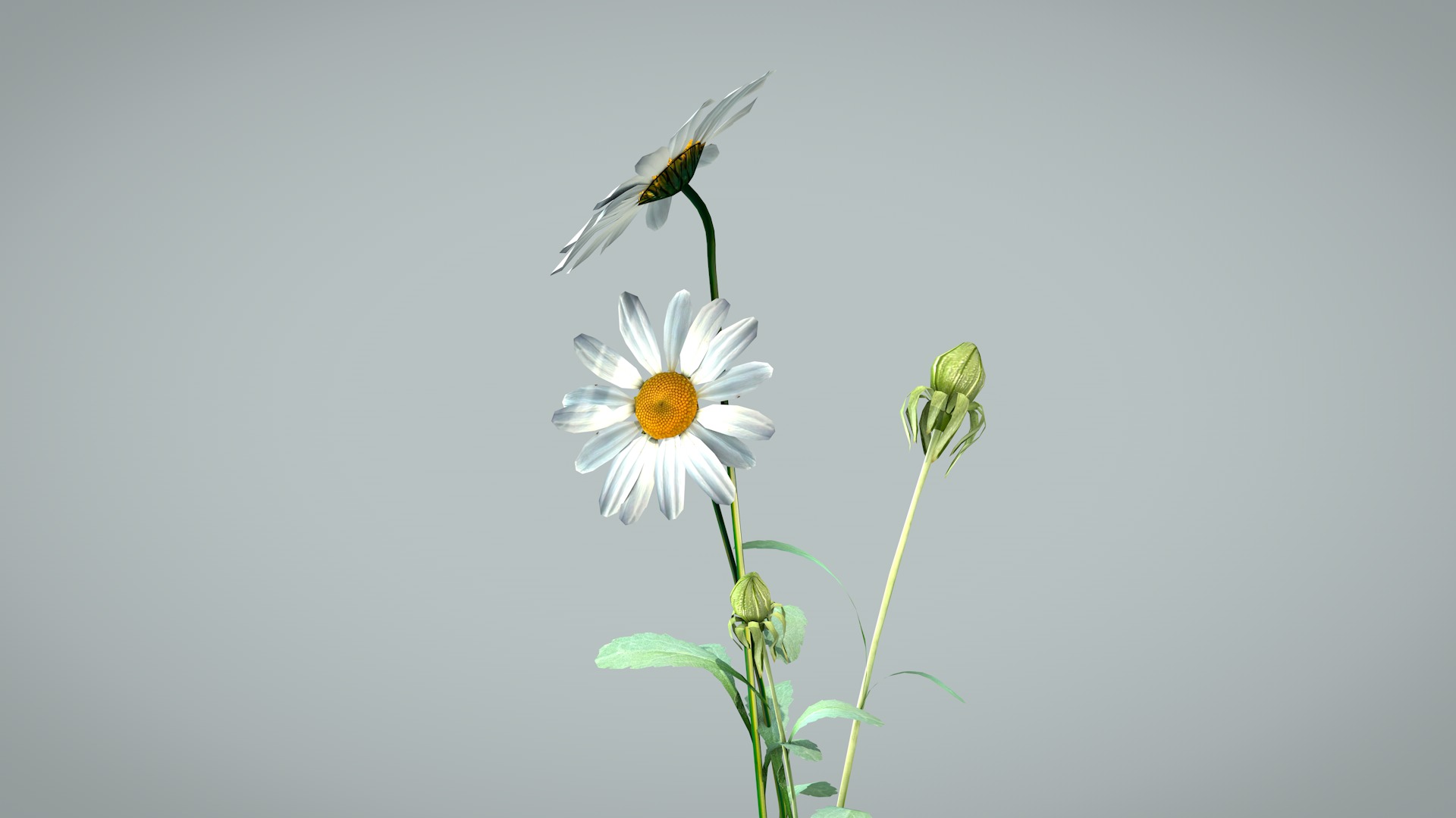 Daisy Flower 3D model_8