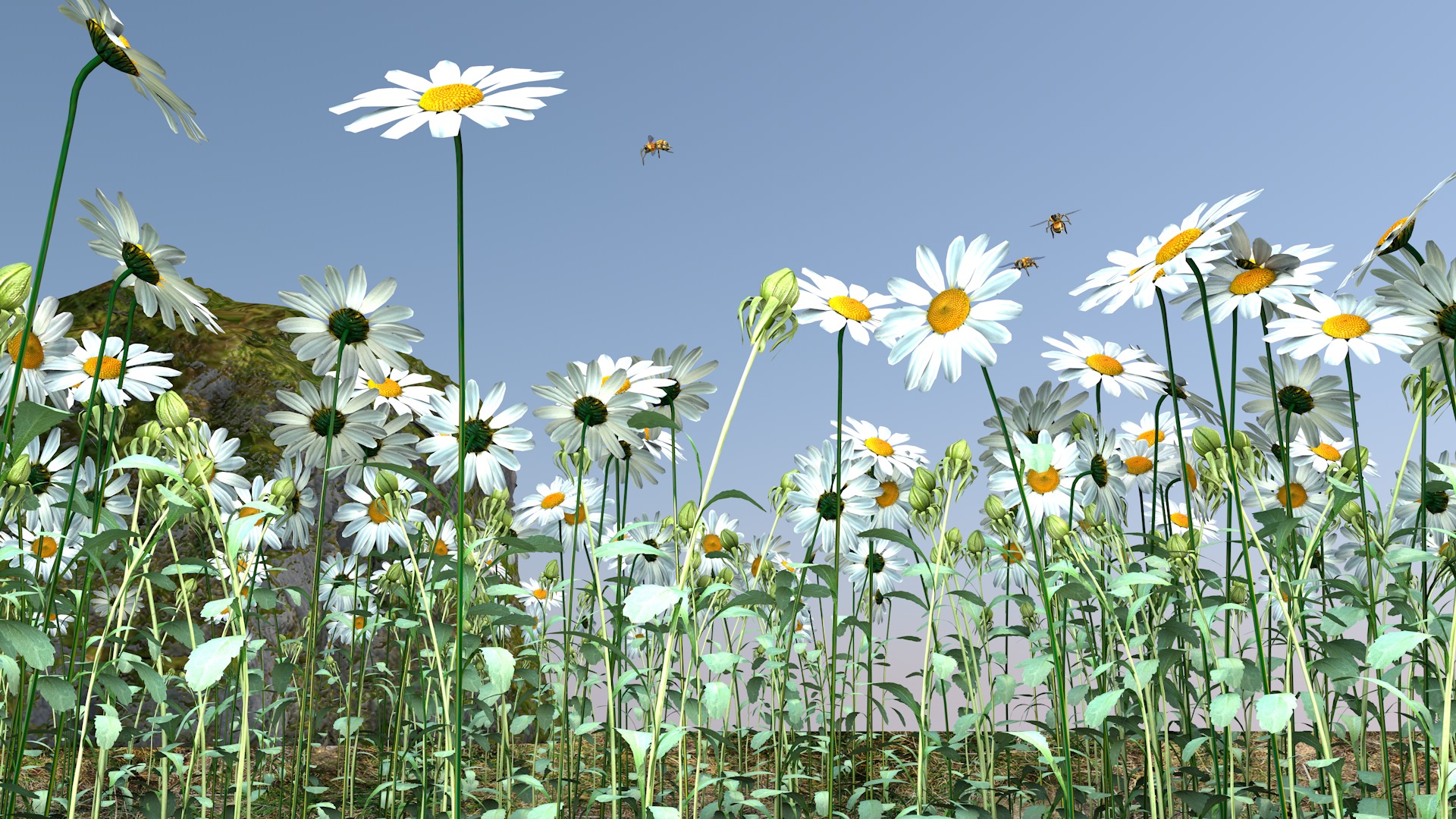 Daisy Flower 3D model_12