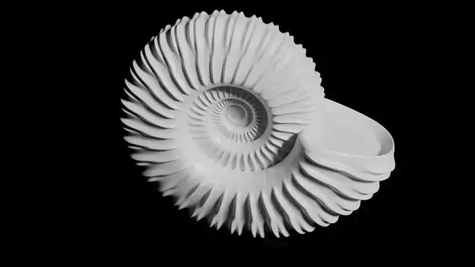 Ammonoid shell with monoschizotomous bipartite ribs 3D model
