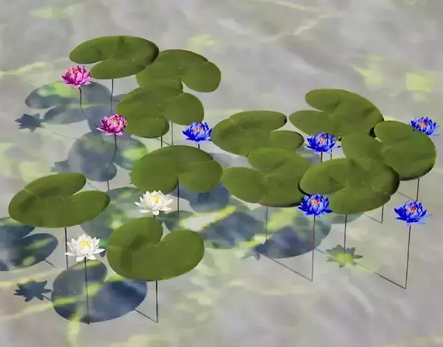 Water Lily Collection