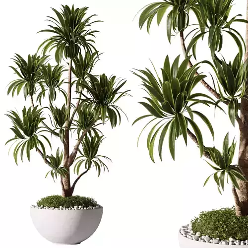 Indoor Plants 35 - Yucca