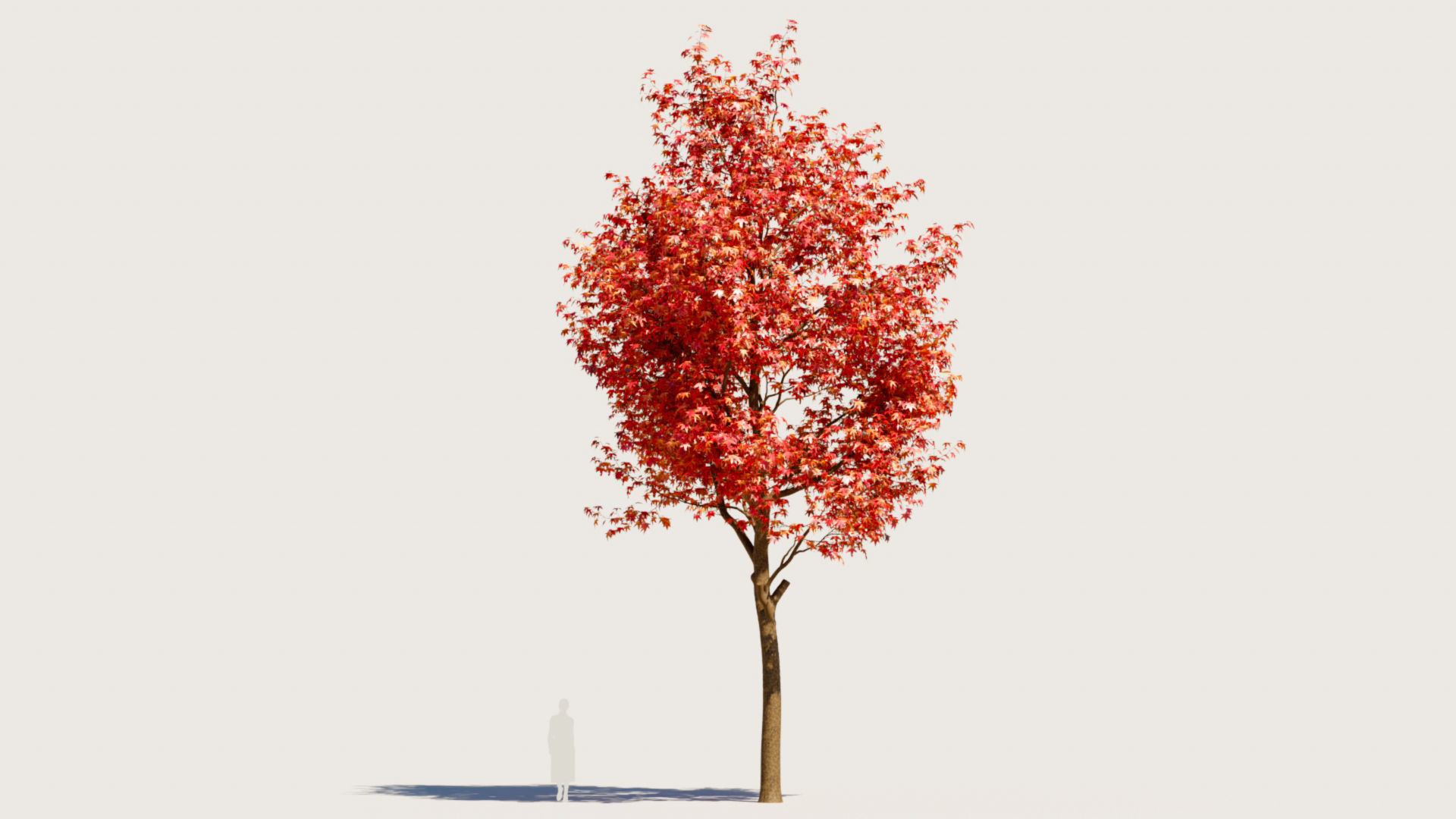 Liquidambar formosana a 3D model_8