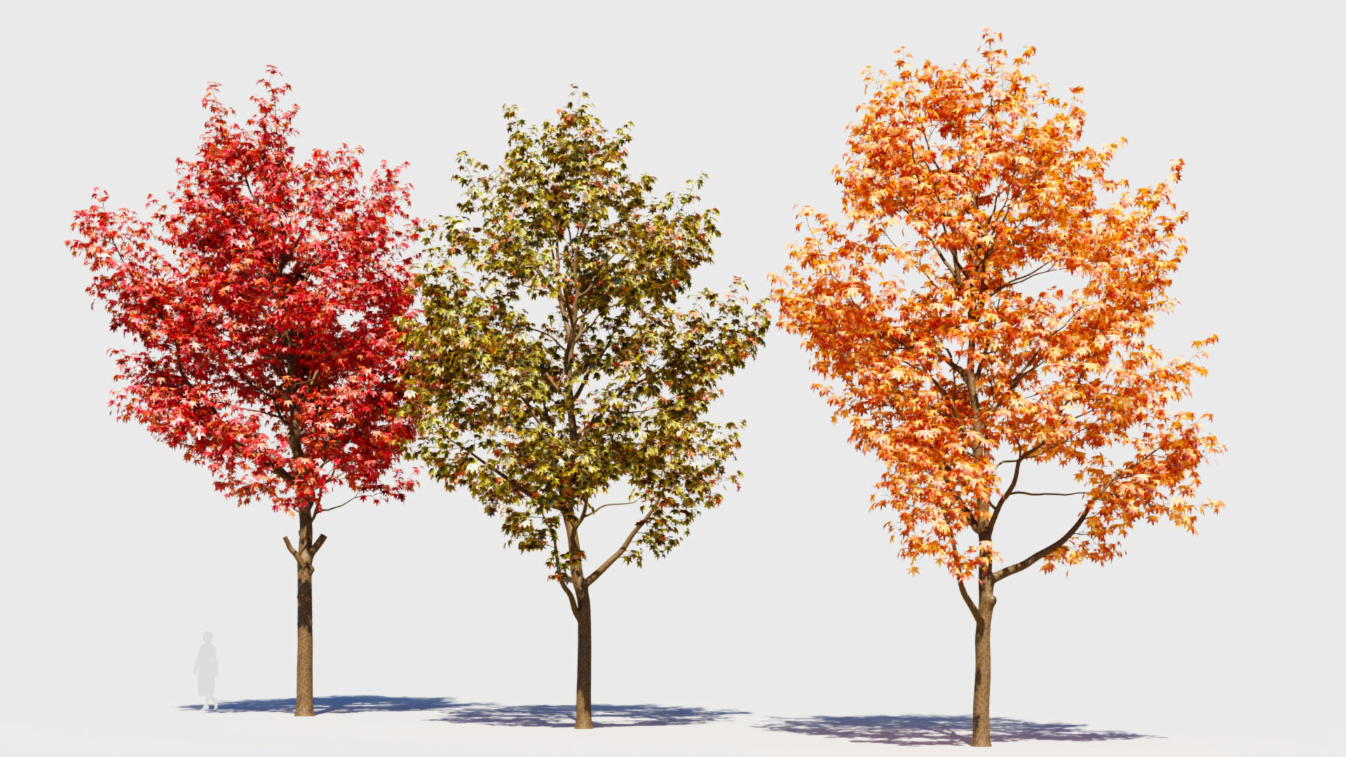 Liquidambar formosana a 3D model_4