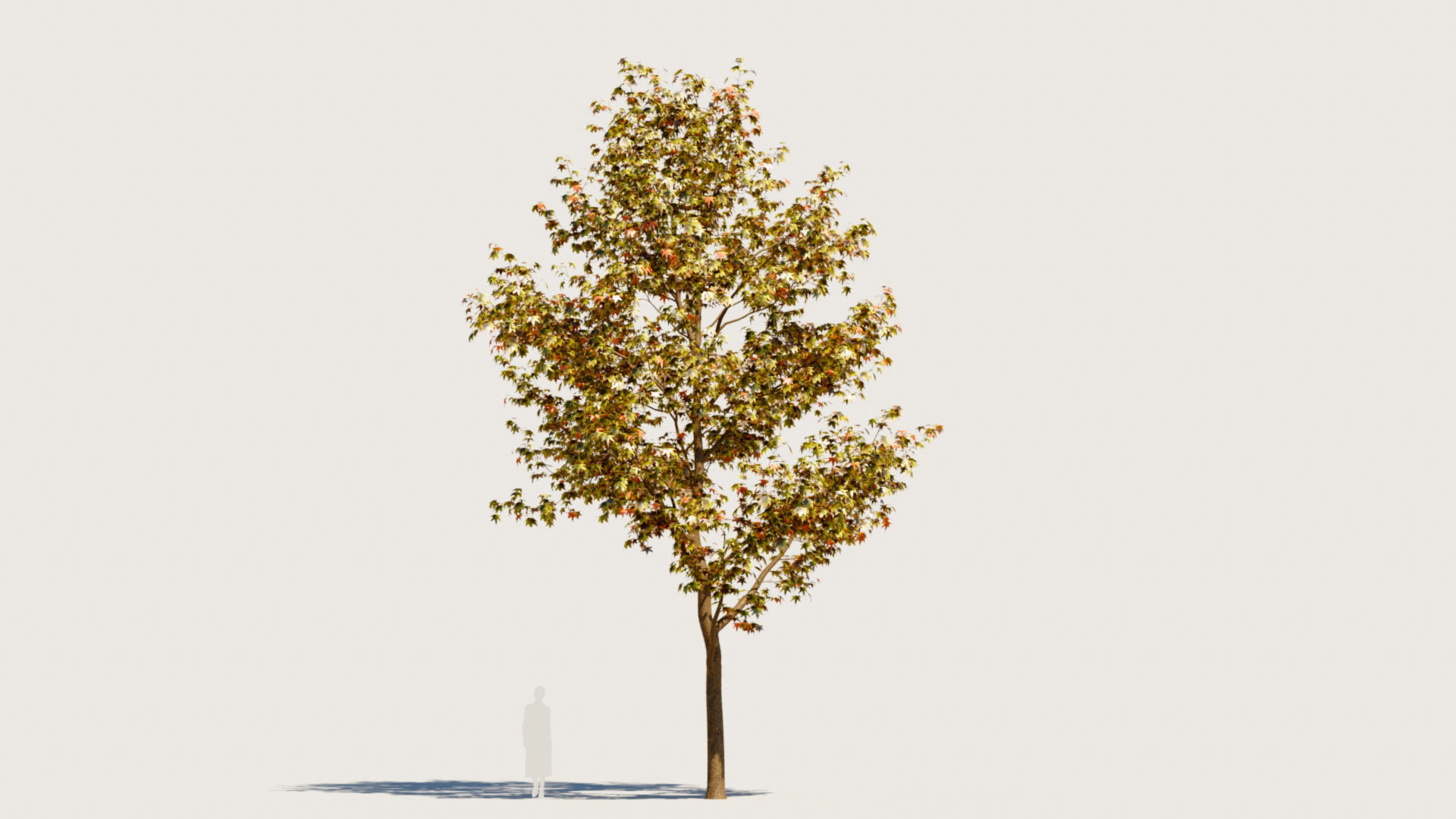 Liquidambar formosana a 3D model_9