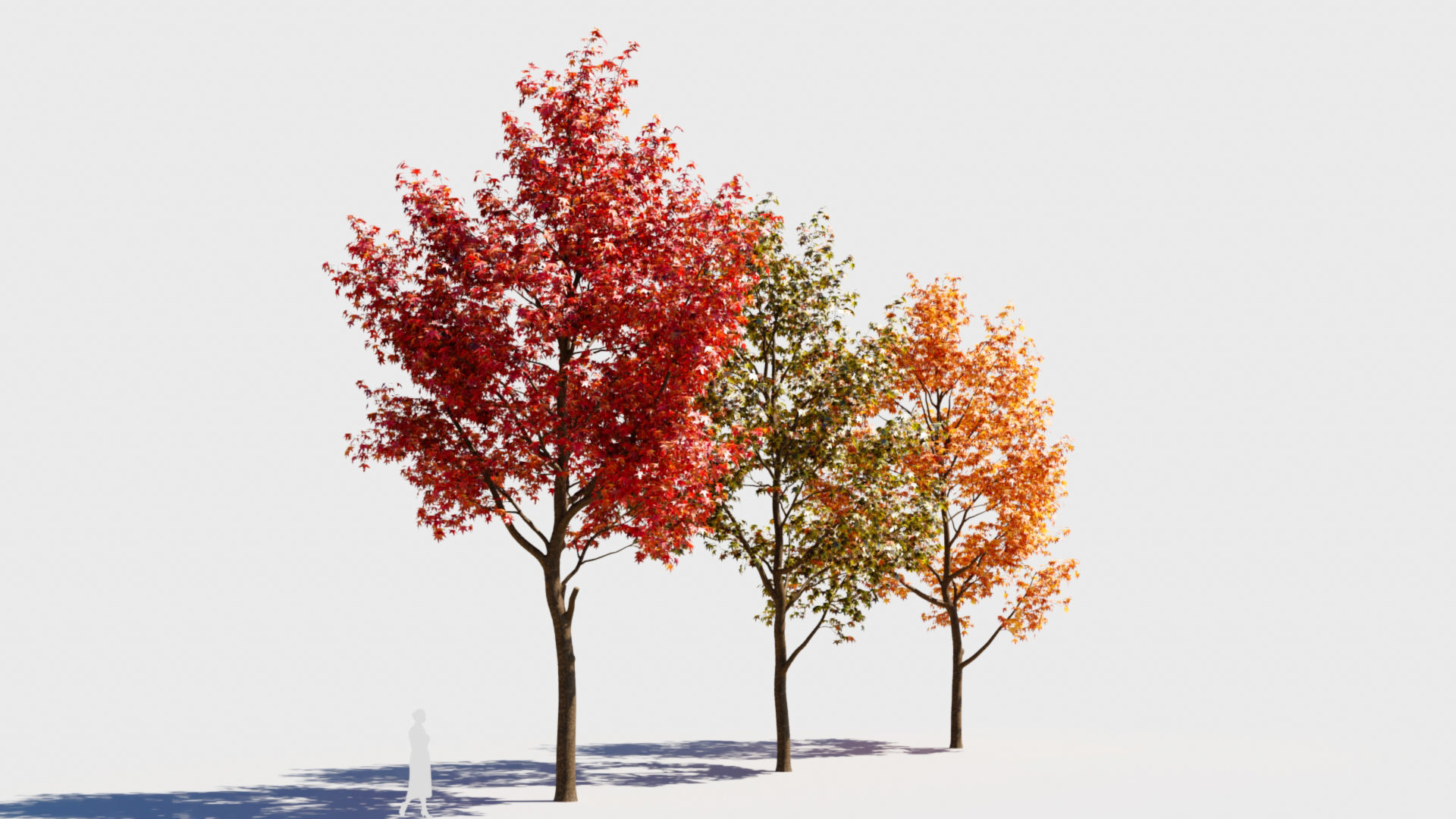 Liquidambar formosana a 3D model_6