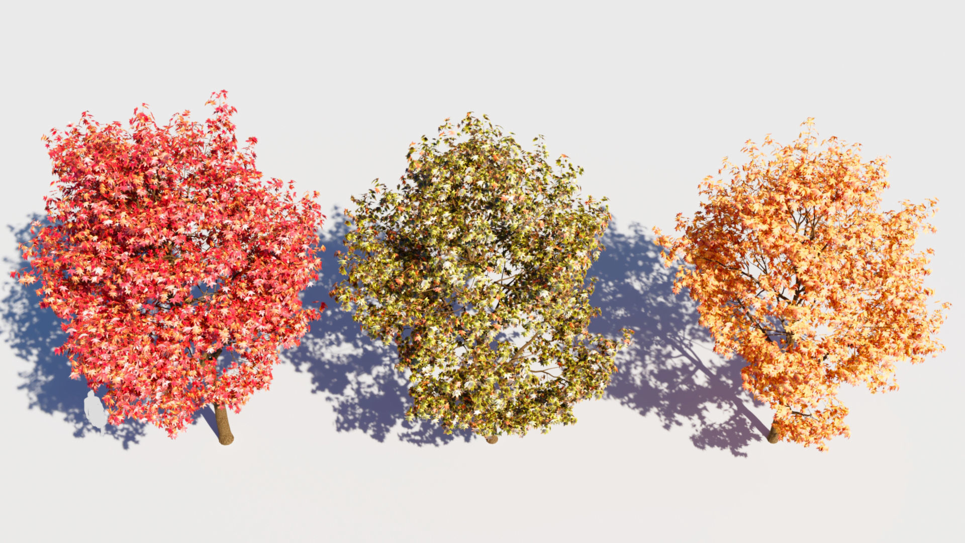 Liquidambar formosana a 3D model_5