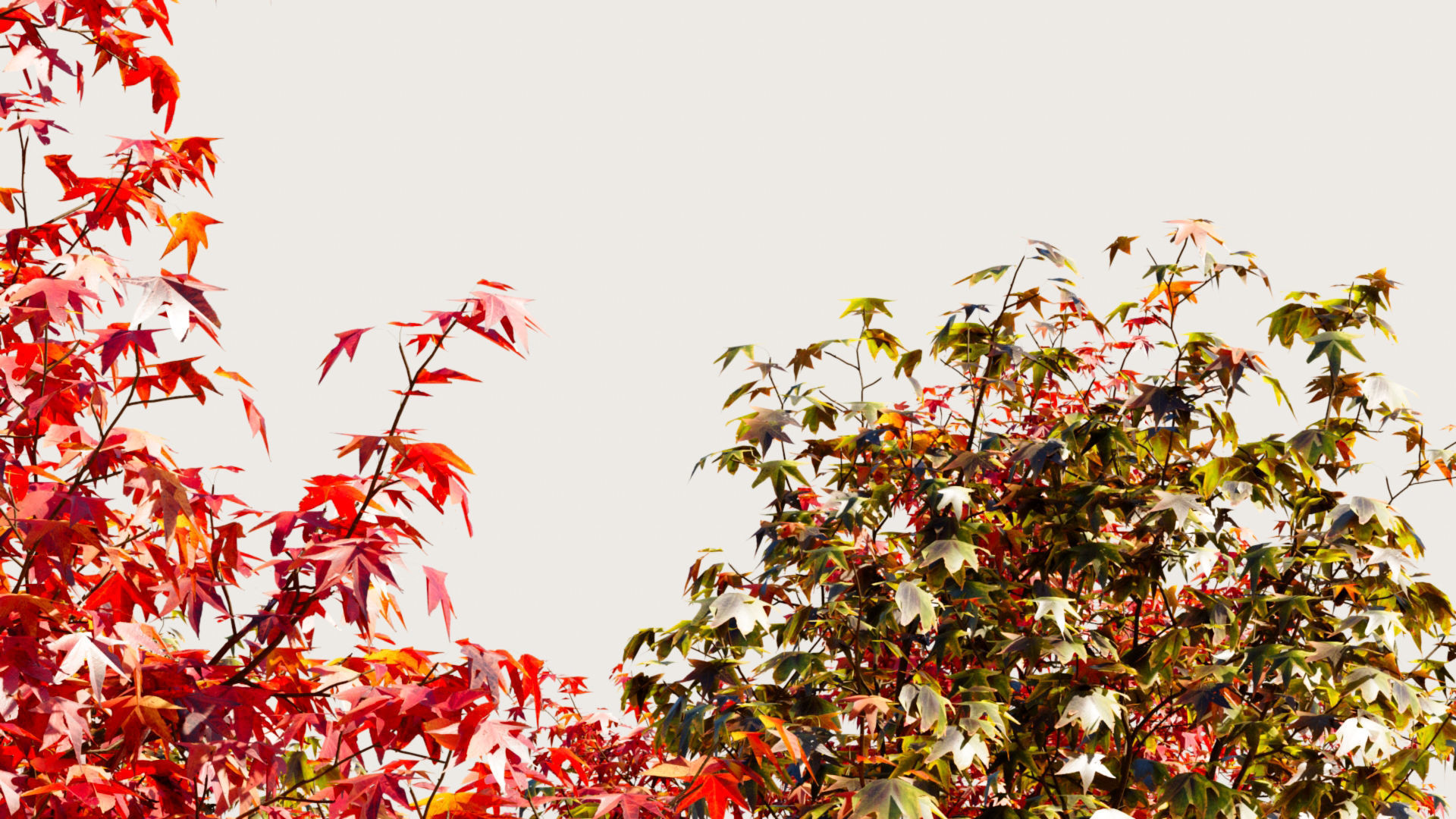 Liquidambar formosana a 3D model_2