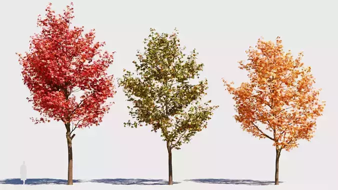 Liquidambar formosana a 3D model