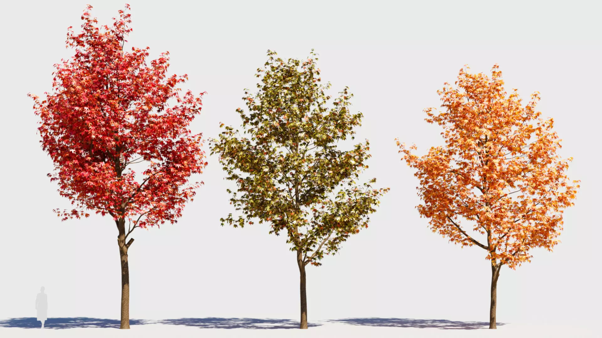 Liquidambar formosana a 3D model_0