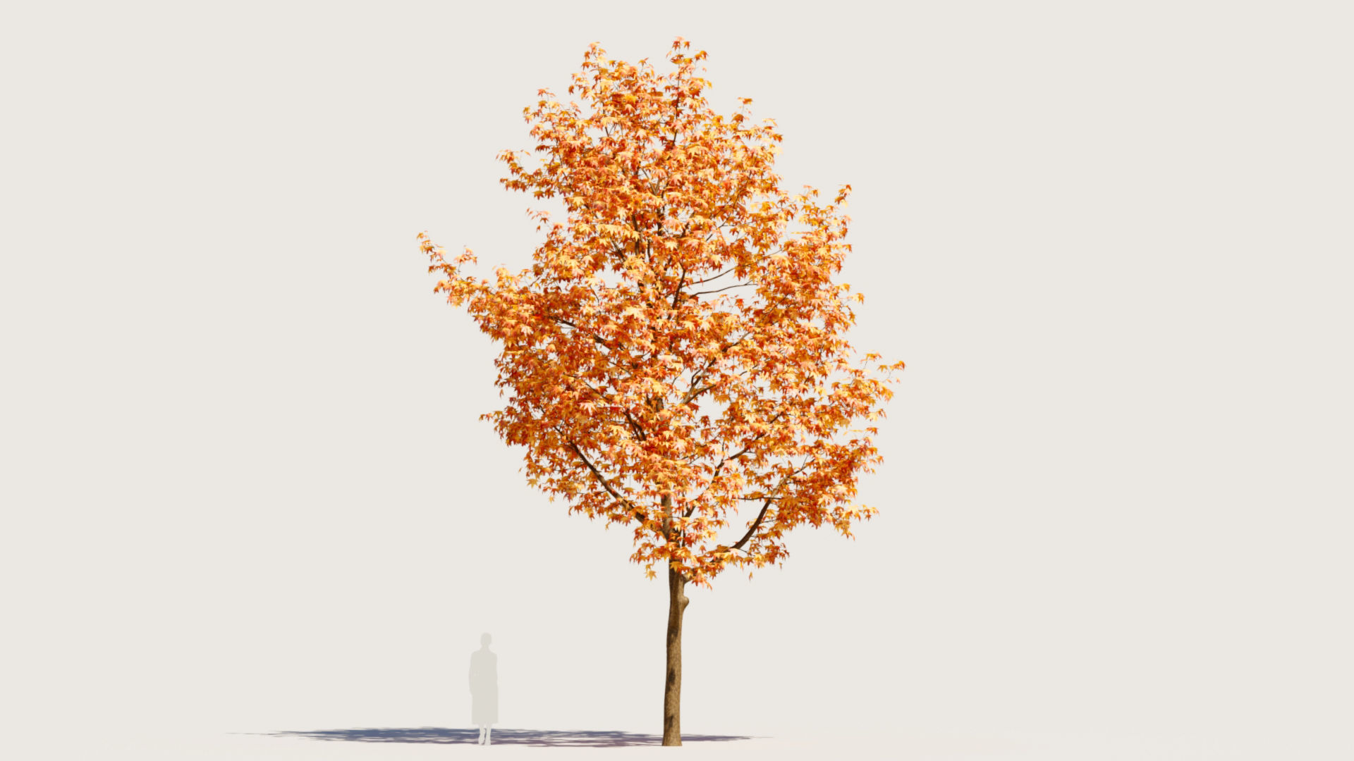 Liquidambar formosana a 3D model_10
