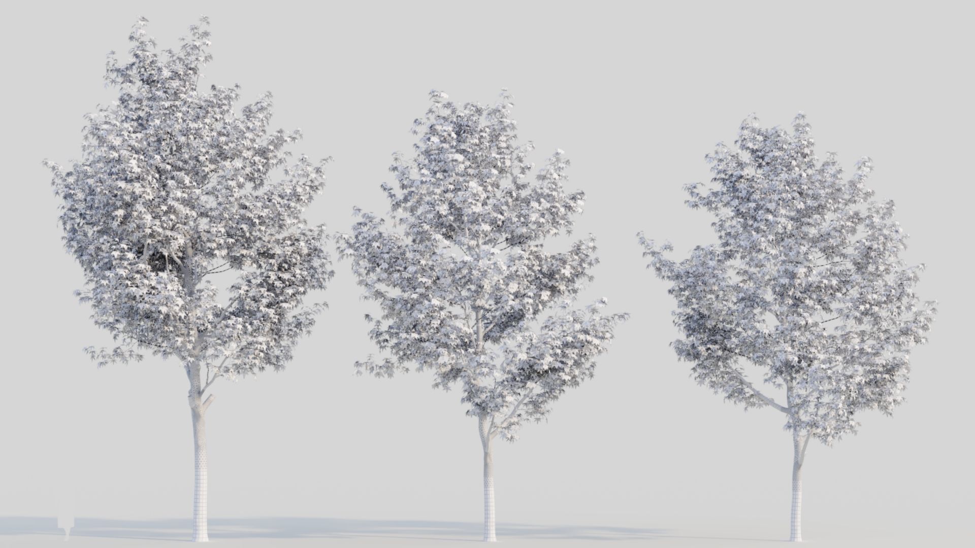 Liquidambar formosana a 3D model_3