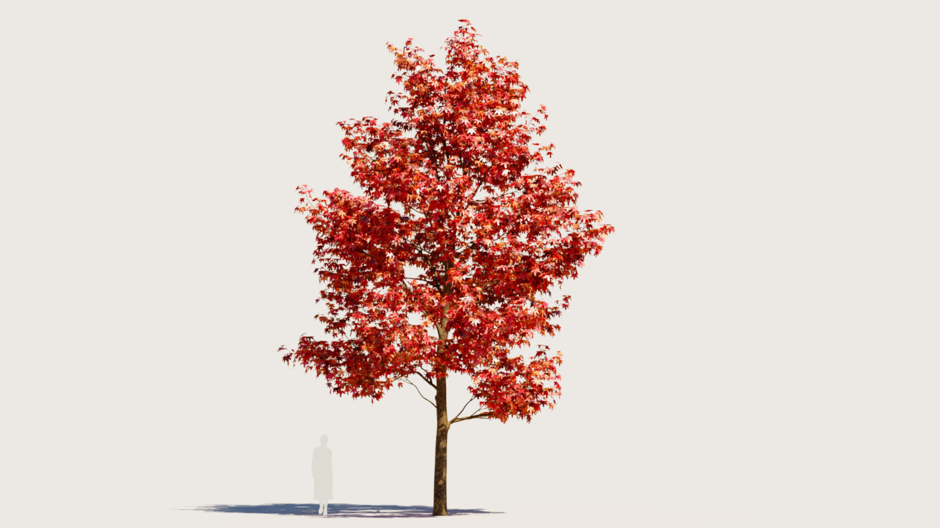 Liquidambar formosana b 3D model_9