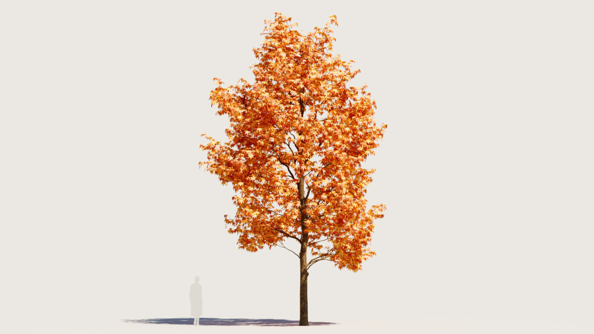 Liquidambar formosana b 3D model_8