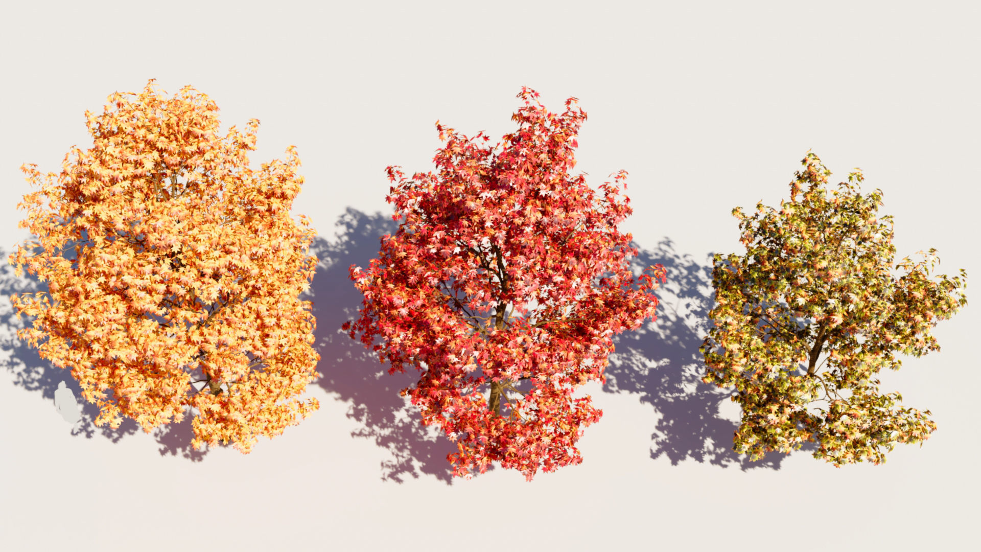 Liquidambar formosana b 3D model_5