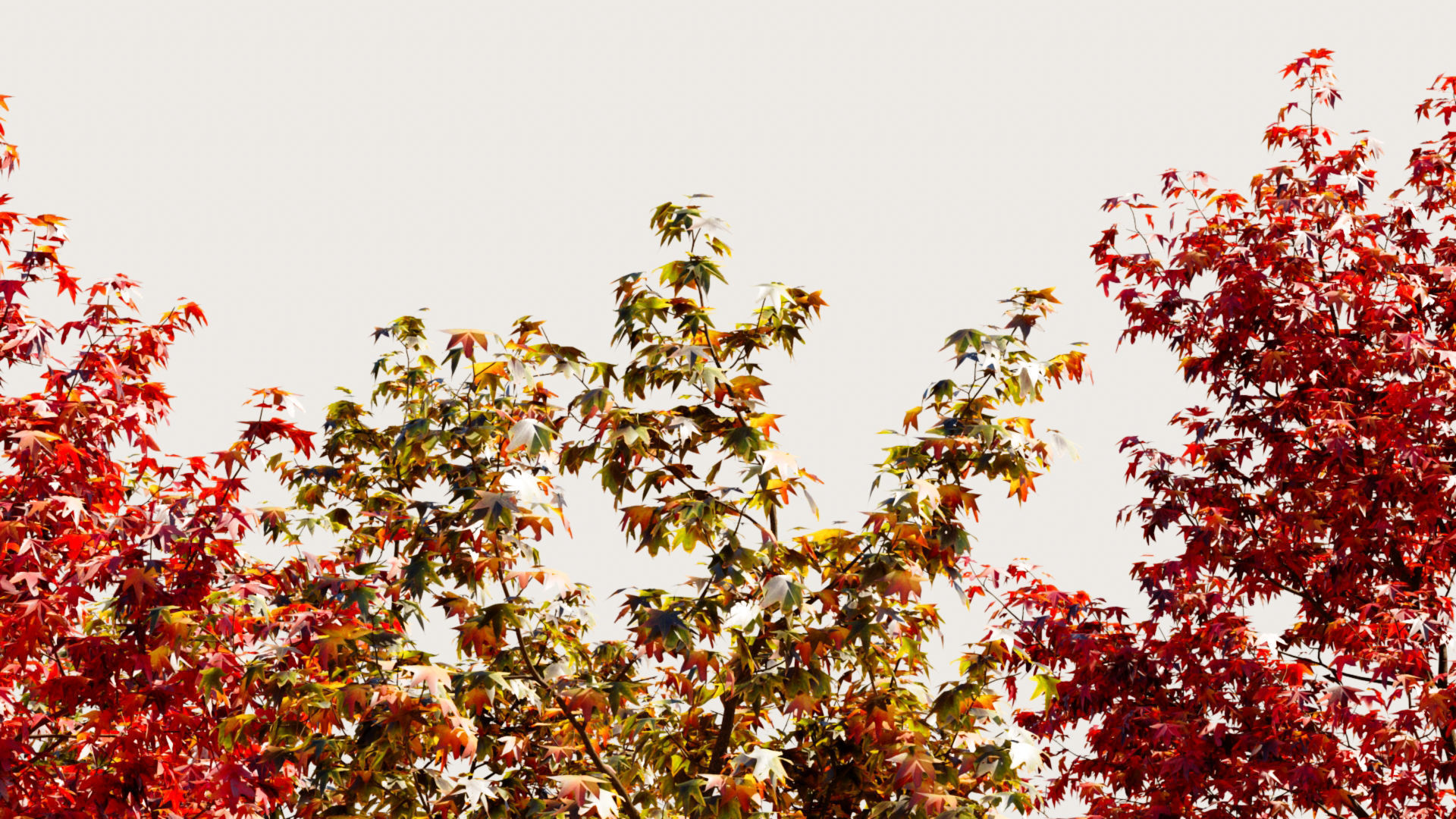 Liquidambar formosana b 3D model_2