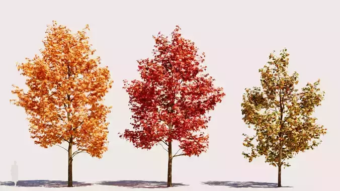 Liquidambar formosana b