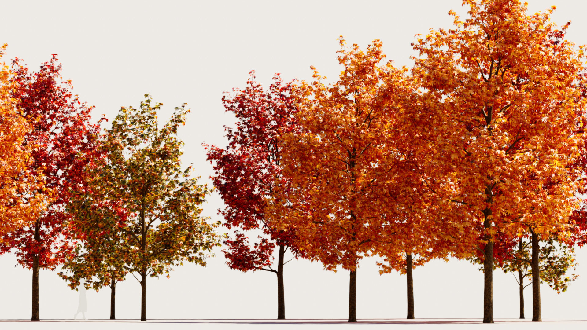 Liquidambar formosana b 3D model_1