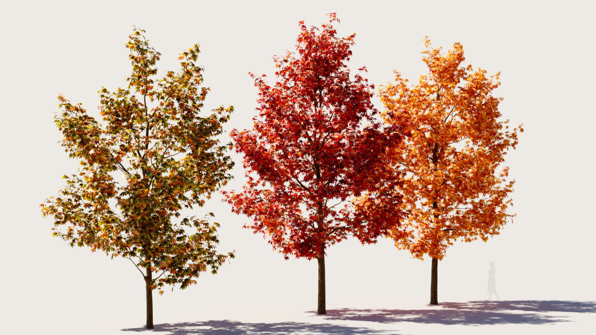 Liquidambar formosana b 3D model_7