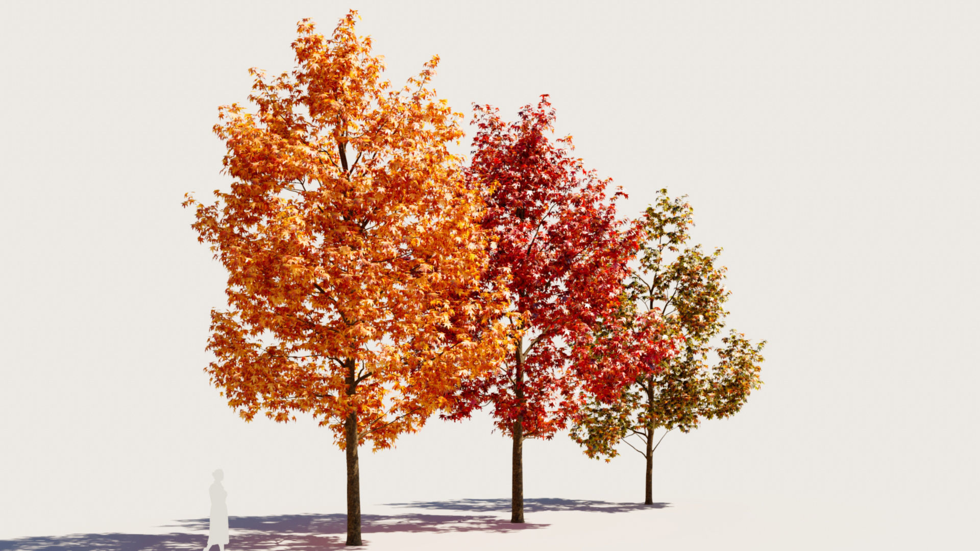 Liquidambar formosana b 3D model_6