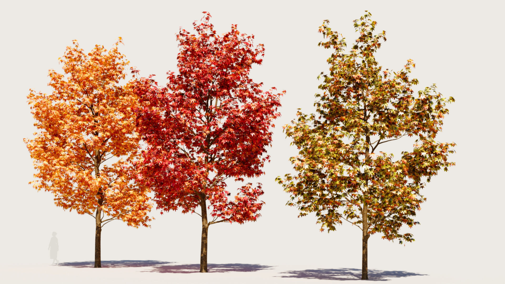 Liquidambar formosana b 3D model_4