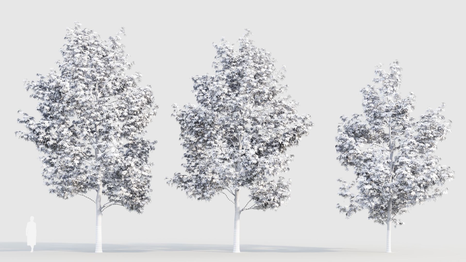 Liquidambar formosana b 3D model_3