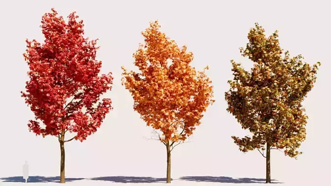 Liquidambar formosana c