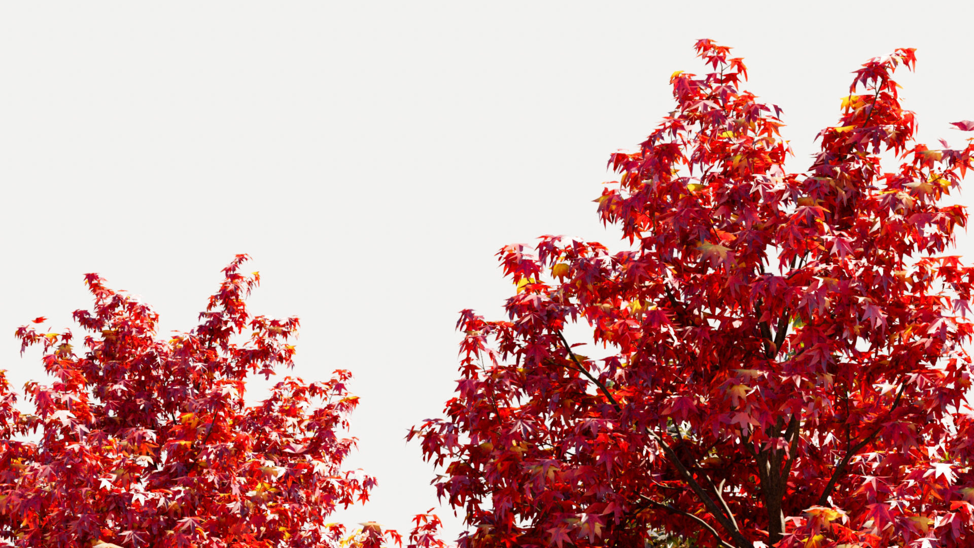 Liquidambar formosana d 3D model_2