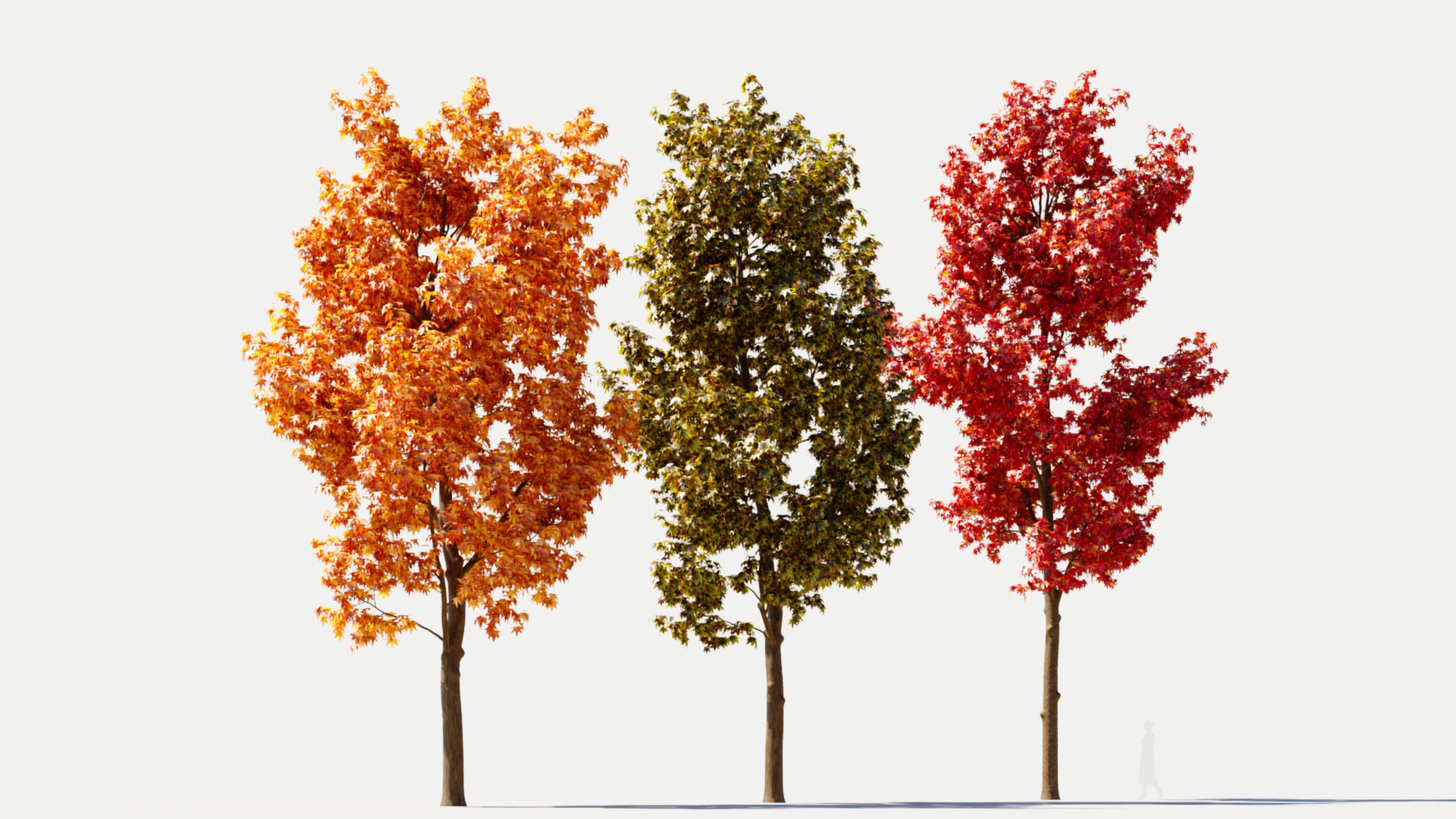 Liquidambar formosana d 3D model_7