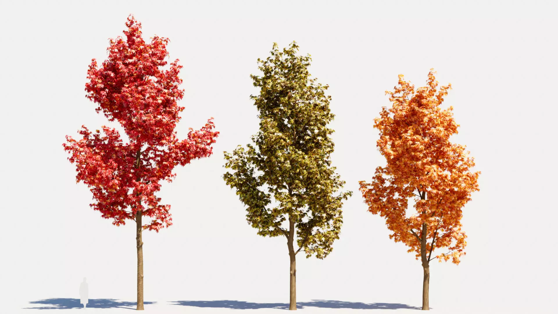 Liquidambar formosana d 3D model_0