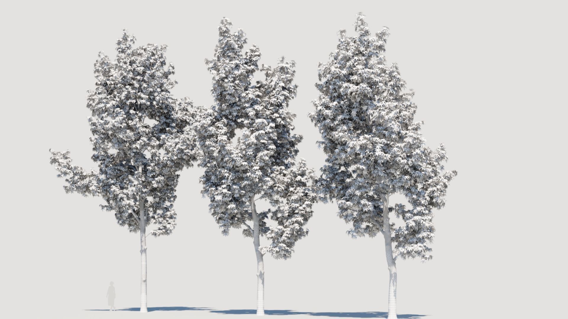 Liquidambar formosana d 3D model_3