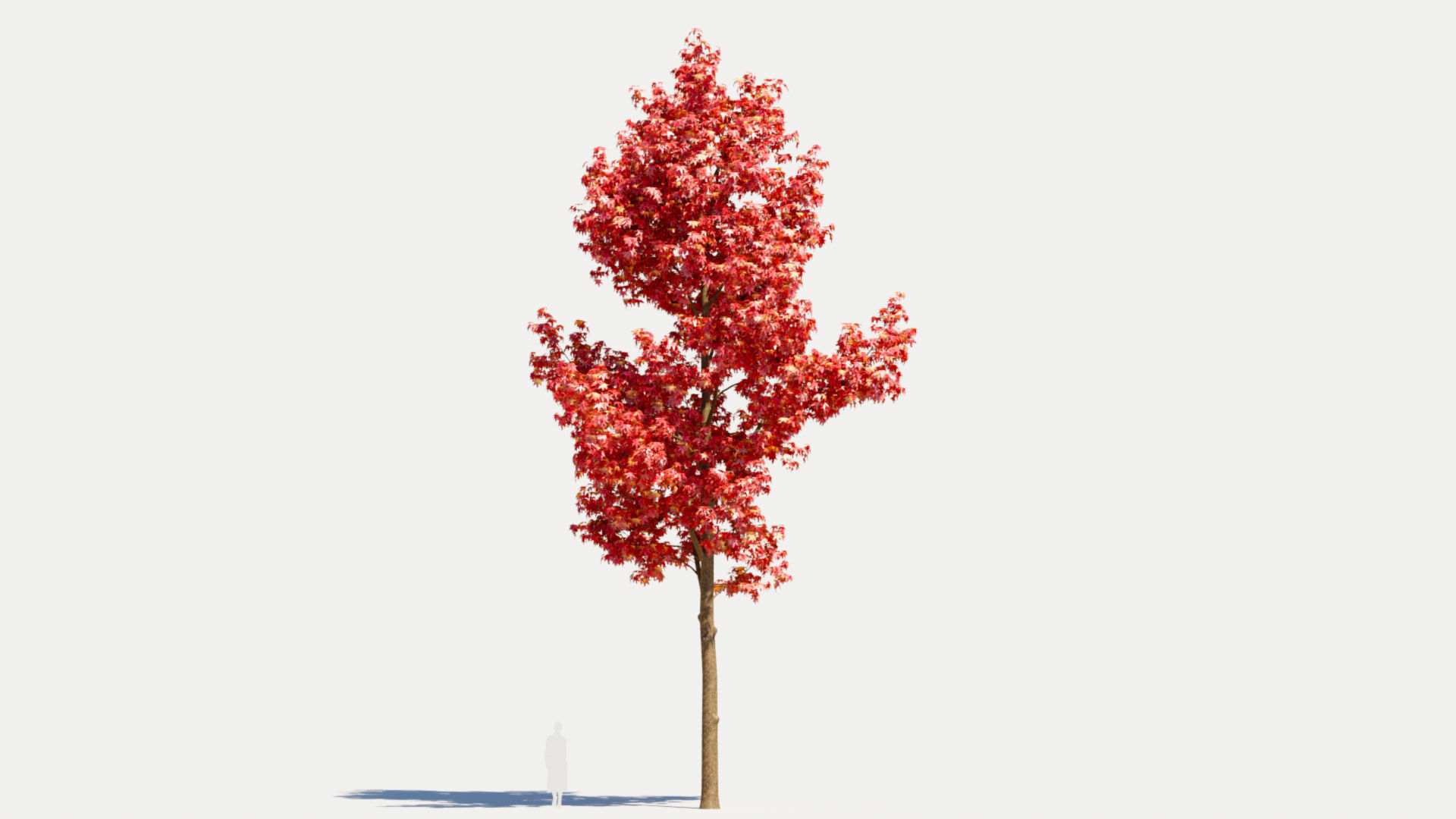 Liquidambar formosana d 3D model_8